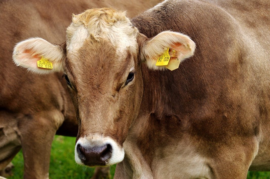 Cattle Extends Losses to Tuesday
