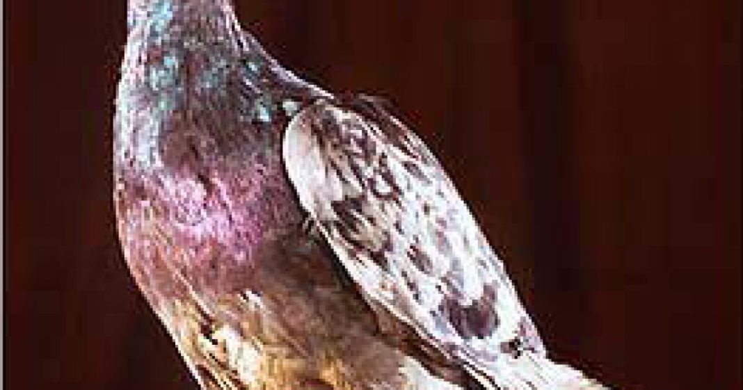 'For Heaven's sake, stop it': DIDMCA opt outs harm interstate commerce