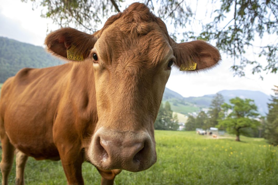 Cattle Bounce into the End of the Month