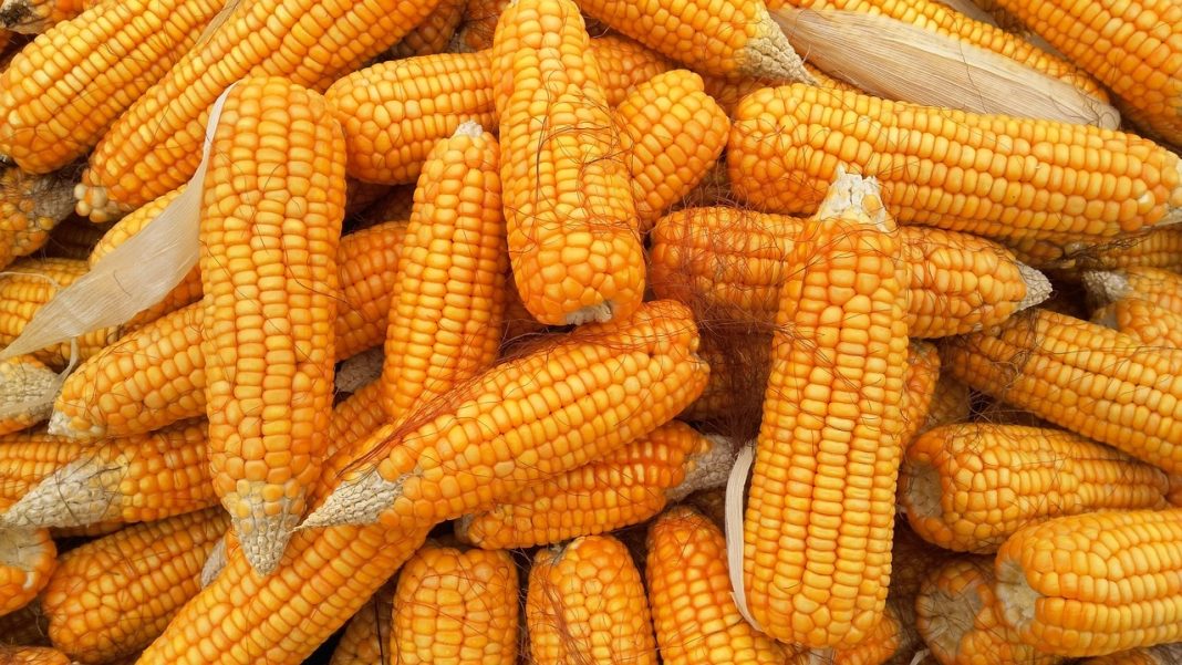 Corn Futures Fall into Wednesday’s Close