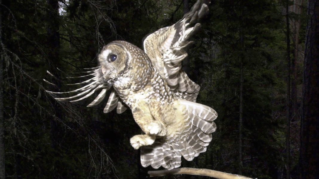 Trump administration allows inadvertent killing of endangered species