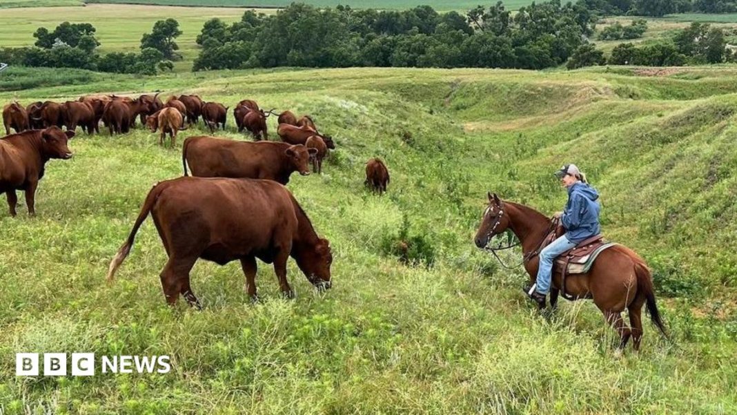 US ranchers wrestle with soaring costs – and their loyalty to Trump